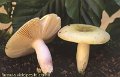 Russula violeipes f.citrina-amf1659